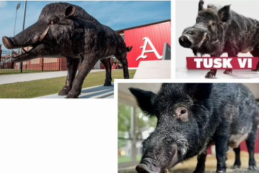 Tusk VI Collage